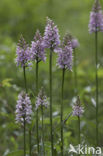 Common Spotted Orchid (Dactylorhiza fuchsii)