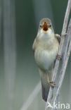 Marsh Warbler (Acrocephalus palustris)