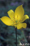 Bostulp (Tulipa sylvestris)