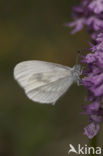 Wood White (Leptidea sinapis)