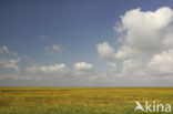 Buttercup (Ranunculus)