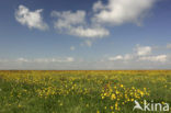 Buttercup (Ranunculus)