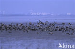 Barnacle Goose (Branta leucopsis)