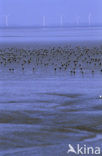 Barnacle Goose (Branta leucopsis)
