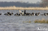 Brandgans (Branta leucopsis)