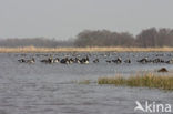 Barnacle Goose (Branta leucopsis)