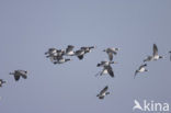 Barnacle Goose (Branta leucopsis)