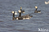 Brandgans (Branta leucopsis)