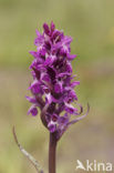 Western Marsh-orchid (Dactylorhiza majalis)