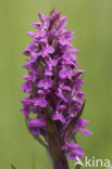 Brede orchis (Dactylorhiza majalis)