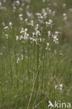 Broad-leaved Cottongrass (Eriophorum latifolium)