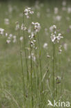 Broad-leaved Cottongrass (Eriophorum latifolium)