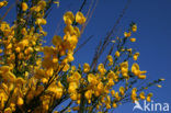 Broom (Cytisus scoparius)