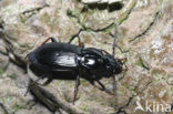 Bronzen Boszwartschild (Pterostichus oblongopunctatus)