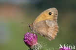 Bruin zandoogje (Maniola jurtina)