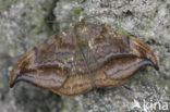 Bruine eenstaart (Drepana curvatula)
