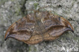 Dusky Hook-tip (Drepana curvatula)