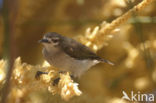 Bruine Honingzuiger (Anthreptes gabonicus)