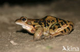 Common Frog (Rana temporaria)