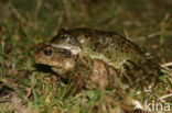 Common Frog (Rana temporaria)