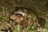 Common Frog (Rana temporaria)