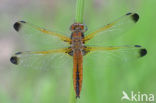 Bruine korenbout (Libellula fulva) 