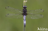 Bruine korenbout (Libellula fulva) 