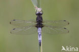 Bruine korenbout (Libellula fulva) 