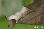 Bruine wapendrager (Clostera curtula)