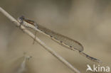 Brown Emerald Damselfly (Sympecma fusca)