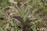 Bruinrode wespenorchis