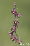 Bruinrode wespenorchis