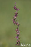 Bruinrode wespenorchis