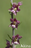 Bruinrode wespenorchis