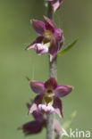 Bruinrode wespenorchis