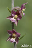 Bruinrode wespenorchis