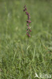 Bruinrode wespenorchis