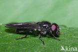 Cheilosia carbonaria