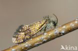 Common Oak Purple (Eriocrania subpurpurella)