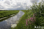 Dagkoekoeksbloem (Silene dioica)