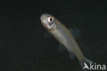 Fathead Minnow (Pimephales promelas)
