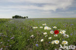 Dollard