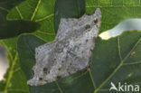 Sharp-angled Peacock (Macaria alternata)