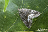 Marbled White Spot (Protodeltote pygarga)