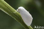 Yellow-tail (Euproctis similis)