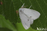 Yellow-tail (Euproctis similis)