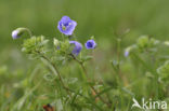 Draadereprijs (Veronica filiformis)