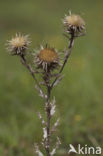Driedistel (Carlina vulgaris) 