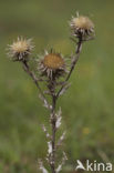 Carline Thistle (Carlina vulgaris)