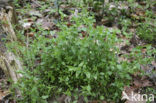 Three-nerved Sandwort (Moehringia trinervia)